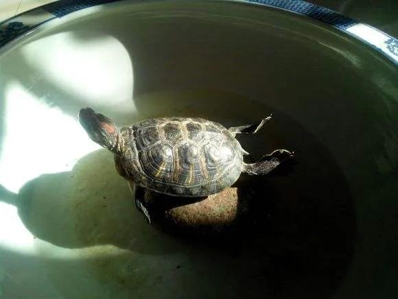 家里养龟的方法和技巧,养龟技巧视频教程全集