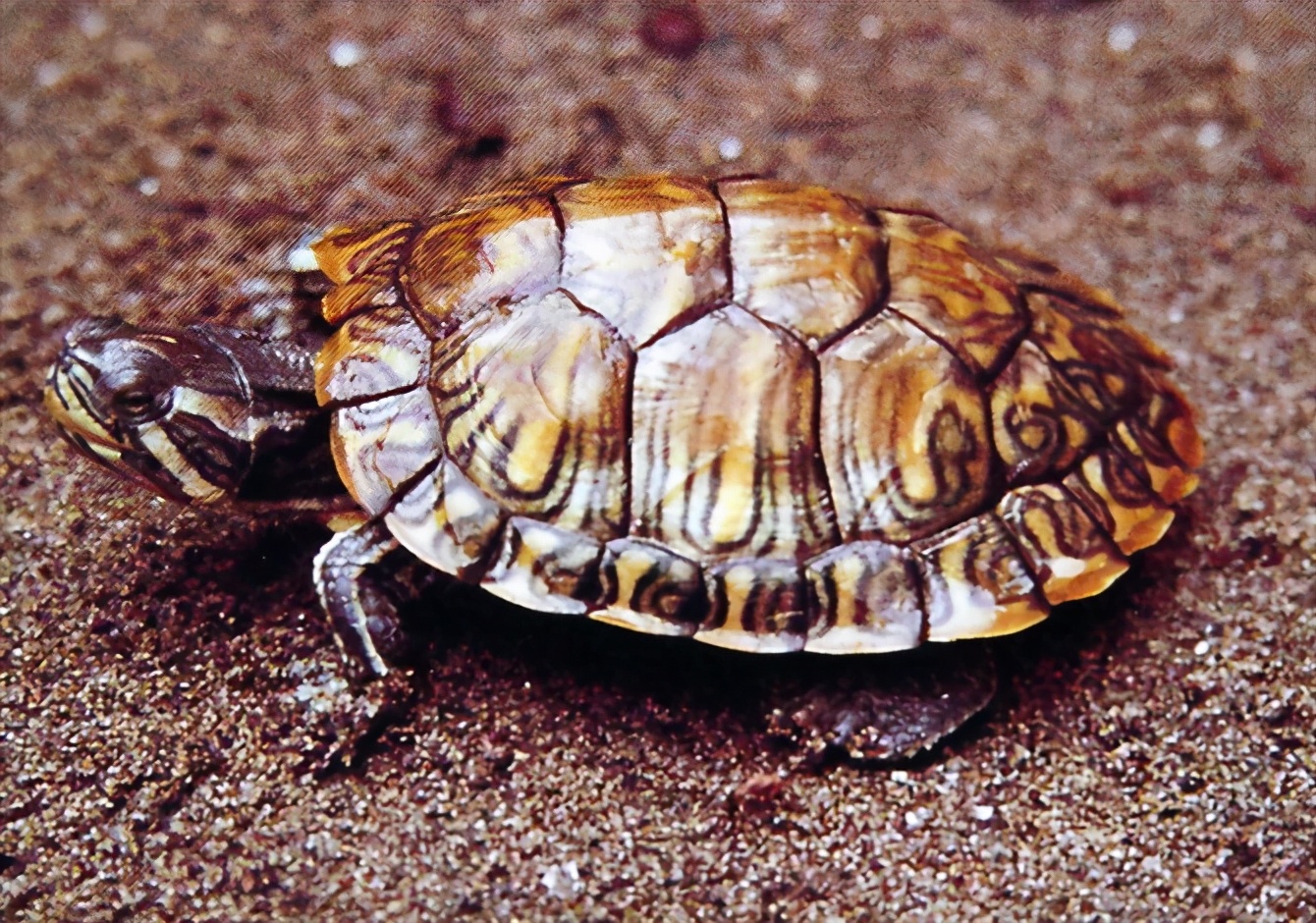 各种龟类图片大全大图,龟类展示会