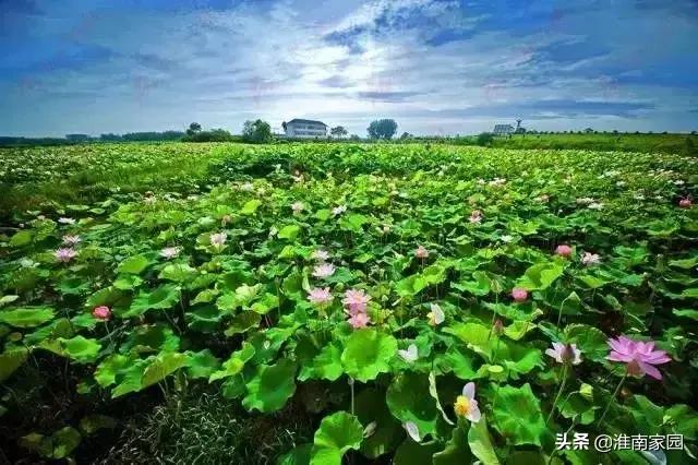 2022年安徽61个县经济排名,凤台县gdp安徽最高排第几