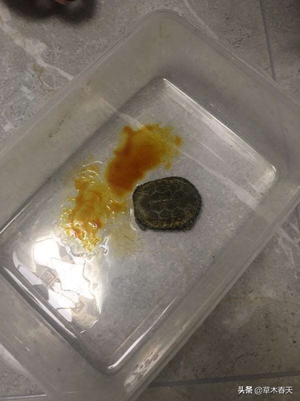 新手怎么治乌龟的腐甲,咋治乌龟腐皮呢