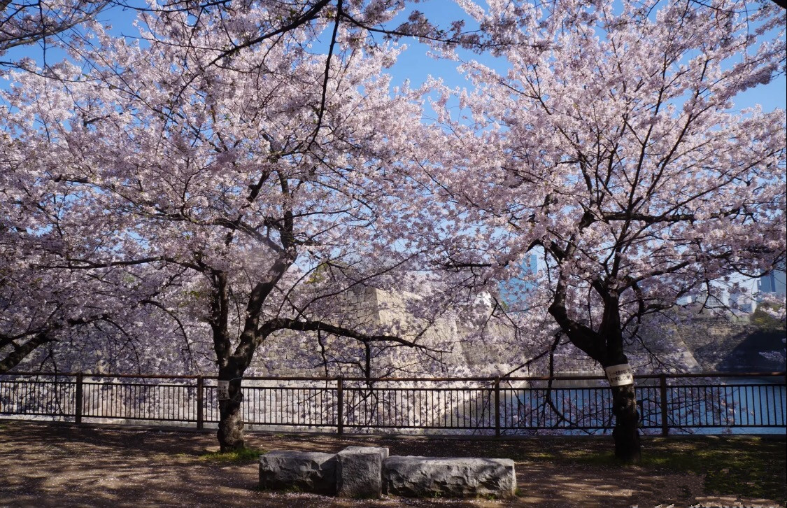 妯辫姳涔嬫梾澶ч槳,鏃ユ湰妯辫姳涔嬫梾