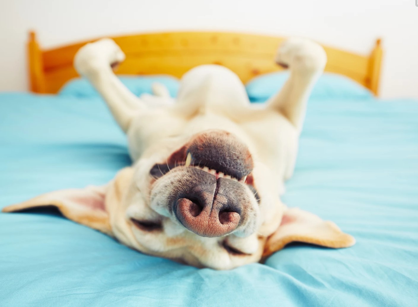 狗狗睡眠冷知识,狗狗睡眠秘密大全