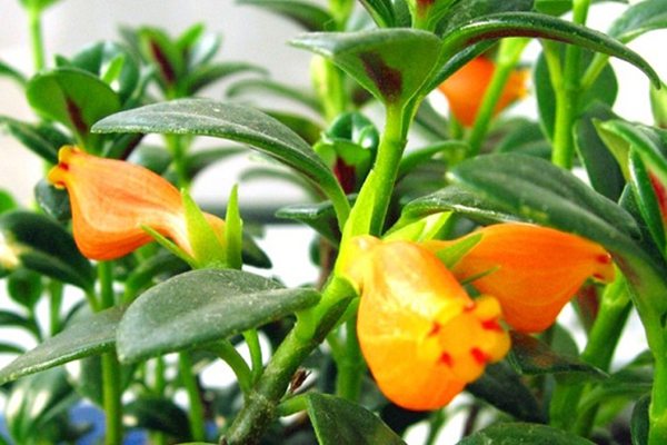 金鱼吊兰养护及注意事项,新手养金鱼吊兰的注意事项及禁忌