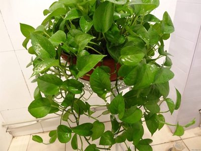 怎样养绿萝和花盆,陶粒养绿萝