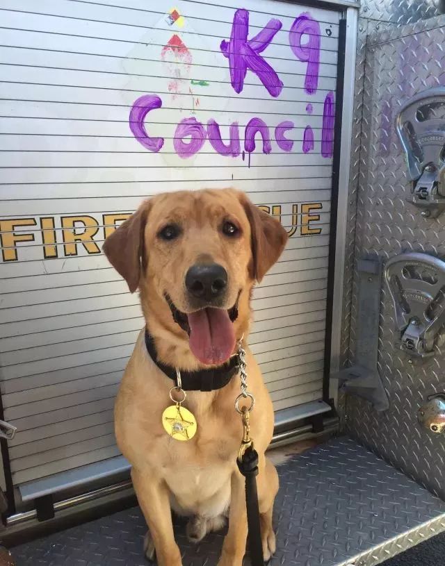 缉毒犬闻多了毒品会上瘾吗,闻毒品气味算吸毒吗