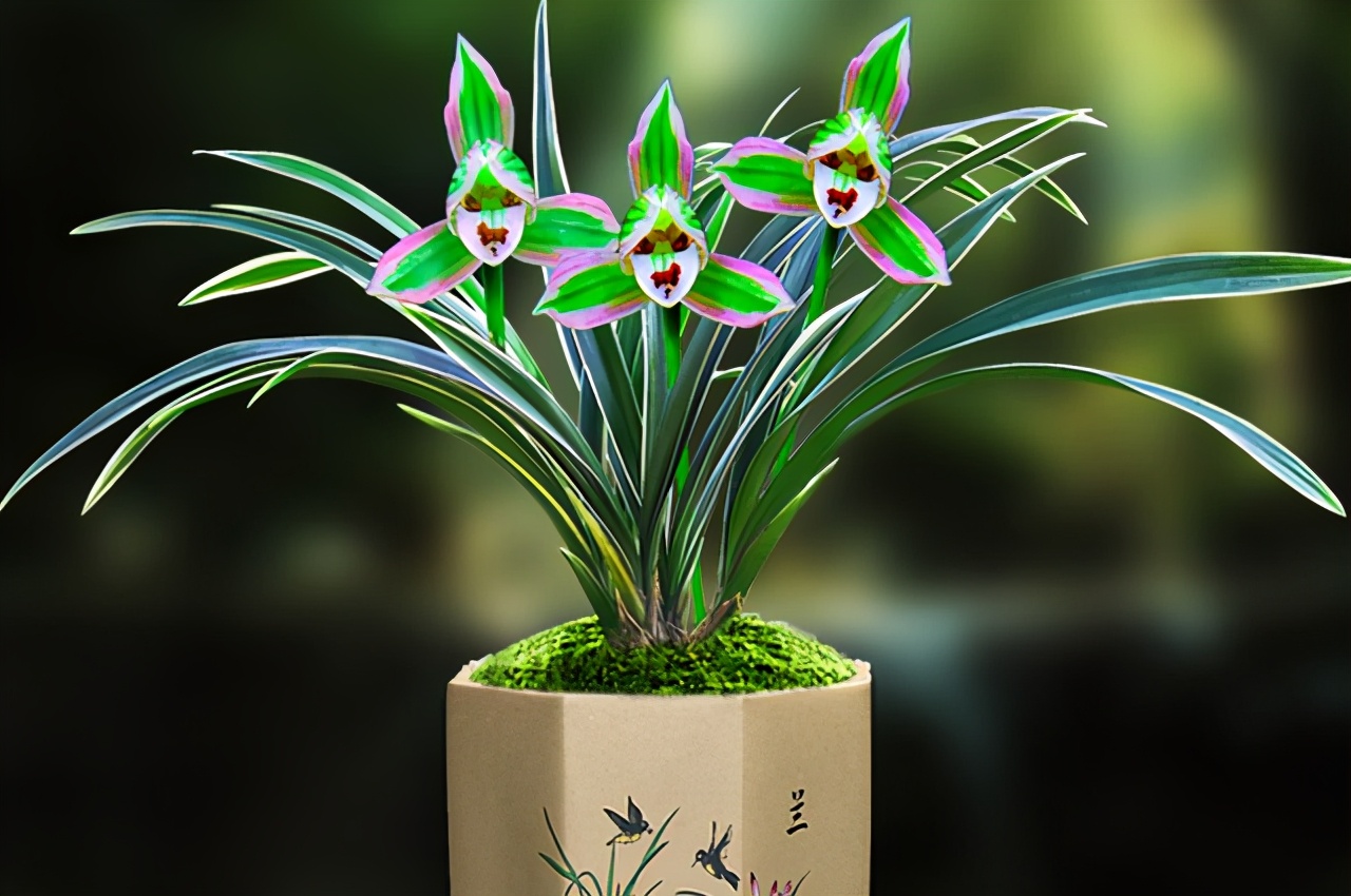 四季兰什么品种好养便宜爱开花,叶有金边的四季兰品种