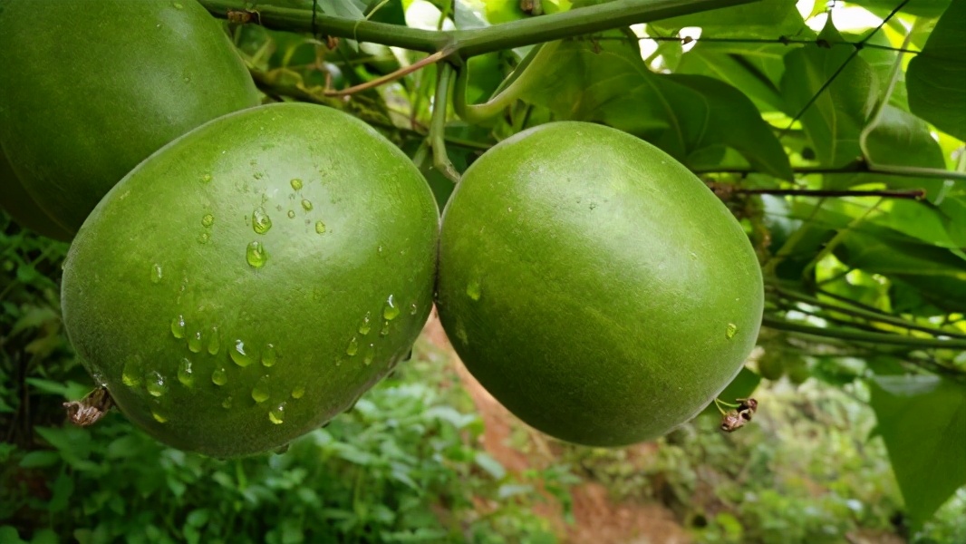 广西特色产品,乡村振兴特色产品广西