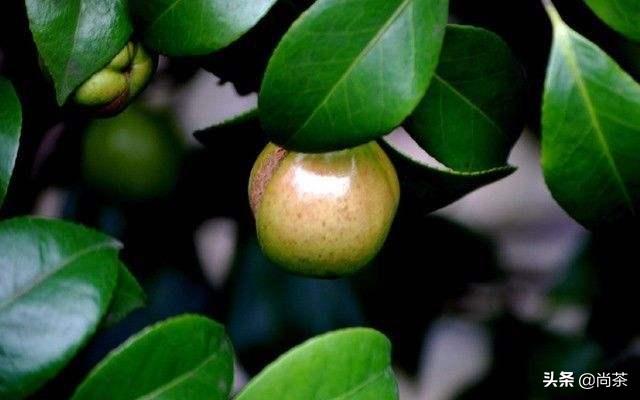 茶叶树和山茶油树的区别是什么,山茶花和茶油树区别图片大全
