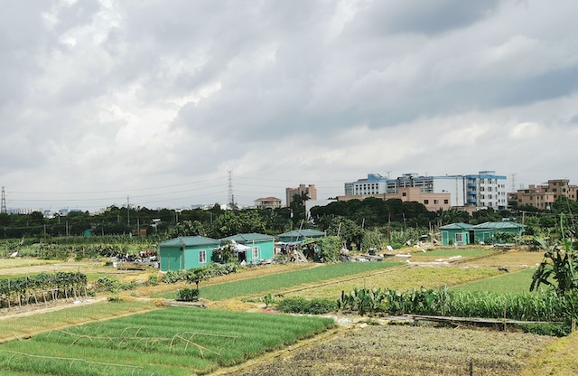 农村玉米秸秆窝棚,石棉瓦窝棚