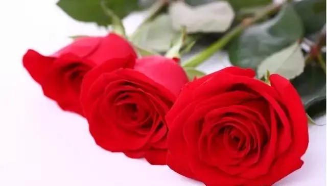 每天学习一点点——100种玫瑰品种科普