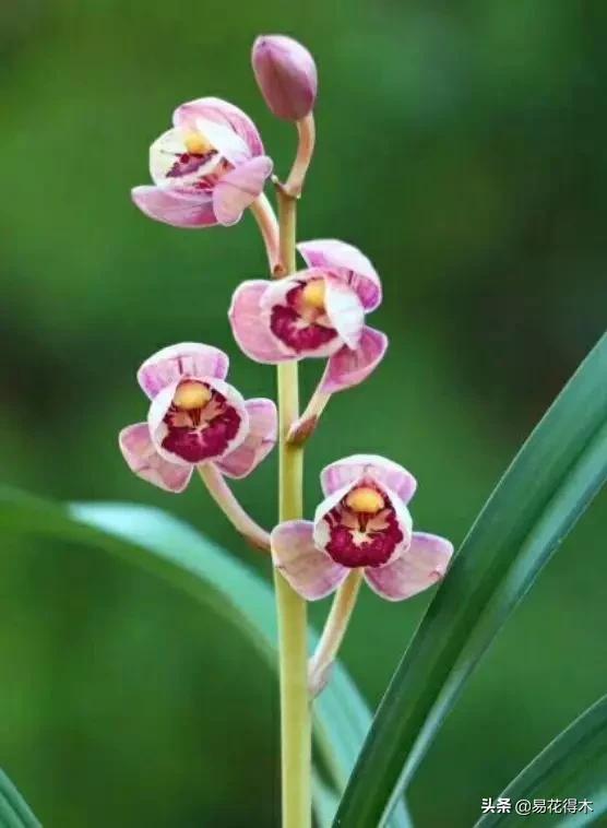 兰花原种老苗是什么,兰花组培和原种有什么区别