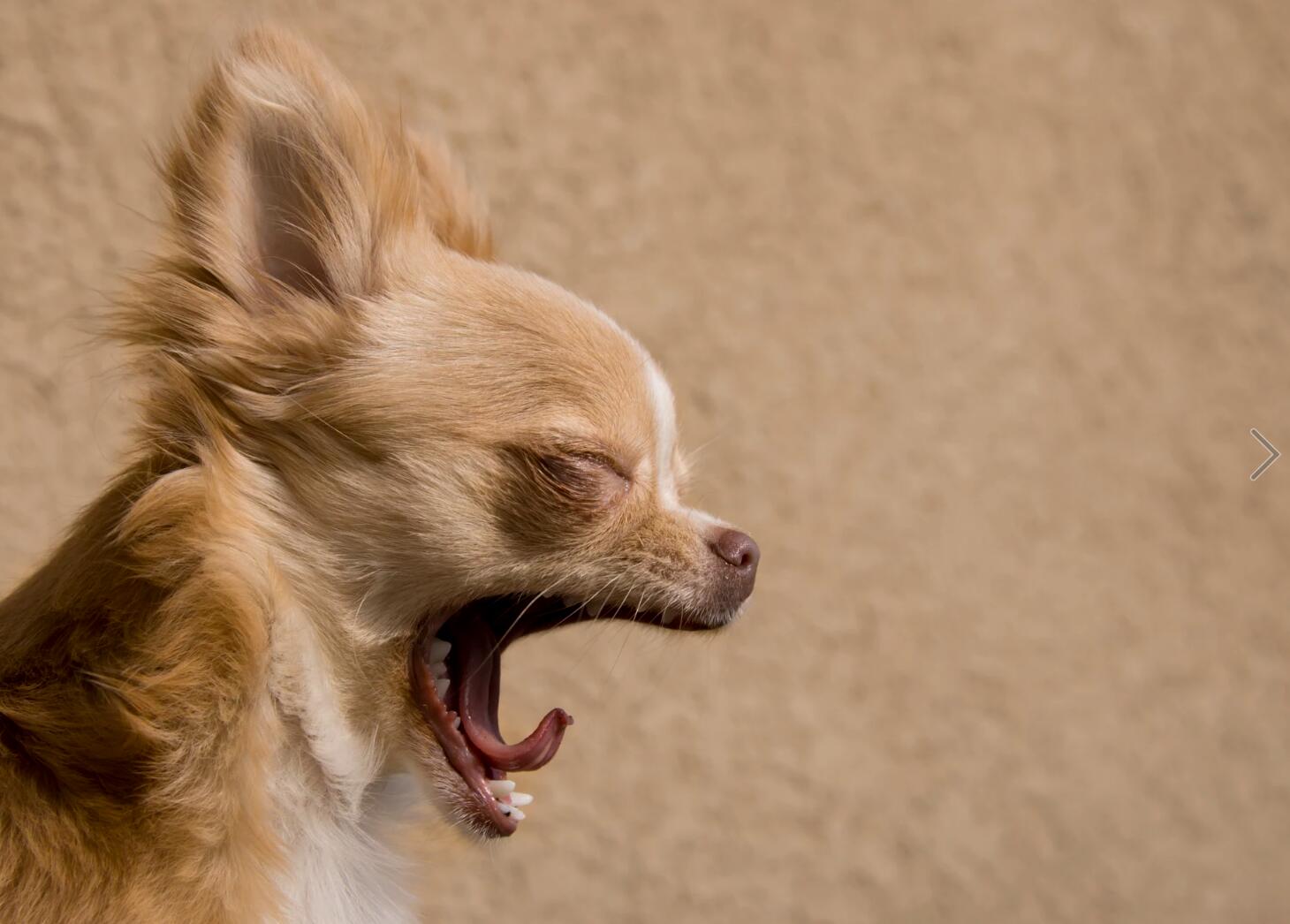 狗狗睡觉的最佳方法,狗狗睡觉姿势大揭秘