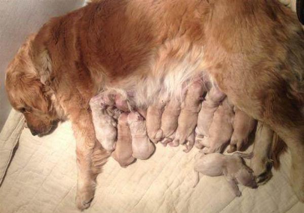 母狗生产怎么照顾,母狗生产时注意事项