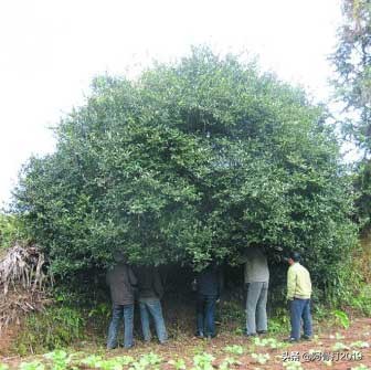 普定朵贝贡茶在哪个镇,普定朵贝贡茶专营店