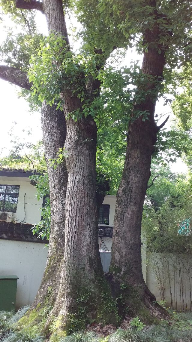 第二批西湖风景名胜区,杭州西湖的风景美如画