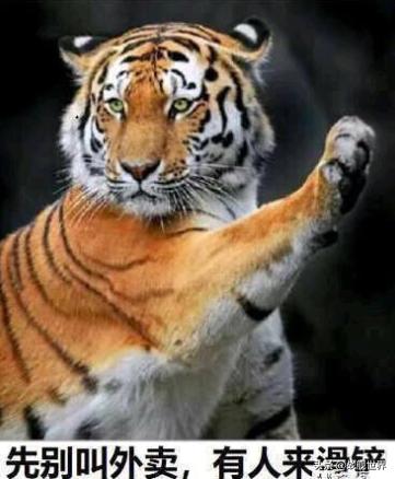 鸭类鸭类,鸭类品种大全