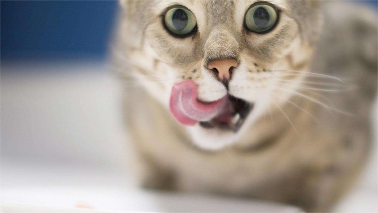 养猫扰民怎么投诉,想养猫但是猫扰民怎么办