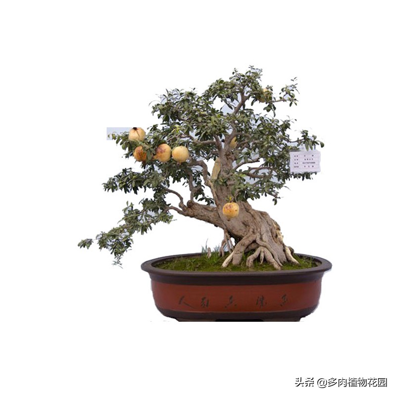 盆栽石榴怎样保花保果,盆栽石榴结果期如何管理