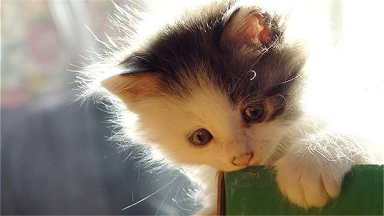 猫粮和狗粮有啥区别,猫粮跟狗粮的区别