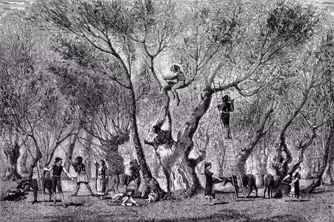 由神话开始，橄榄是如何从原始崇拜成为系统的橄榄文化的？