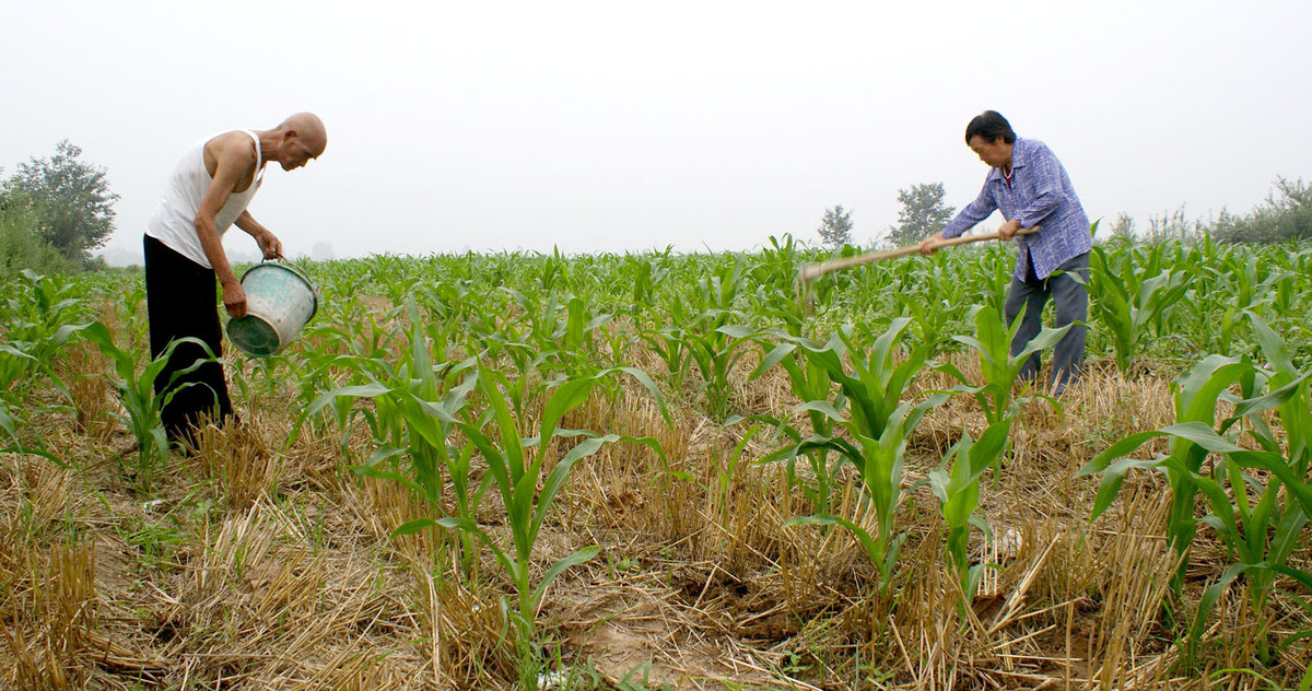 农作物药害处理办法,如何正确诊断农作物药害