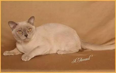 什么品种的猫咪寿命最长,猫咪的寿命最长是什么猫