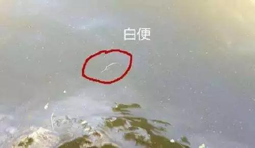 南美白对虾出现白便怎么治,南美白对虾拉灰便最佳处理方案