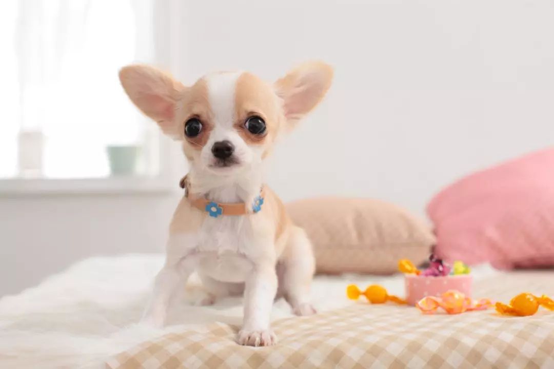 为什么不建议养吉娃娃,吉娃娃犬与吉娃娃哪个好养