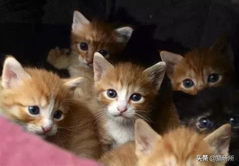 猫咪粪便检测出菌群超标,猫咪腹泻吐白色泡沫食欲还行