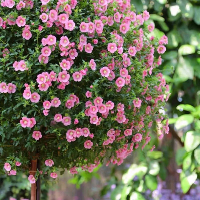 哪些花是开花机器,开花最香最好看繁殖能力还强的花
