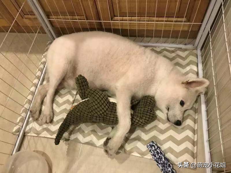 一只萨摩犬被遗弃怎么办,狠心主人遗弃狗狗