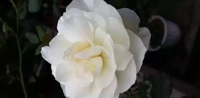 一万年一次的2020520;一起认识100种玫瑰~别送错啊