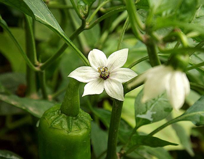 辣椒落花的原因及解决方法,辣椒前期落花不坐果怎么办