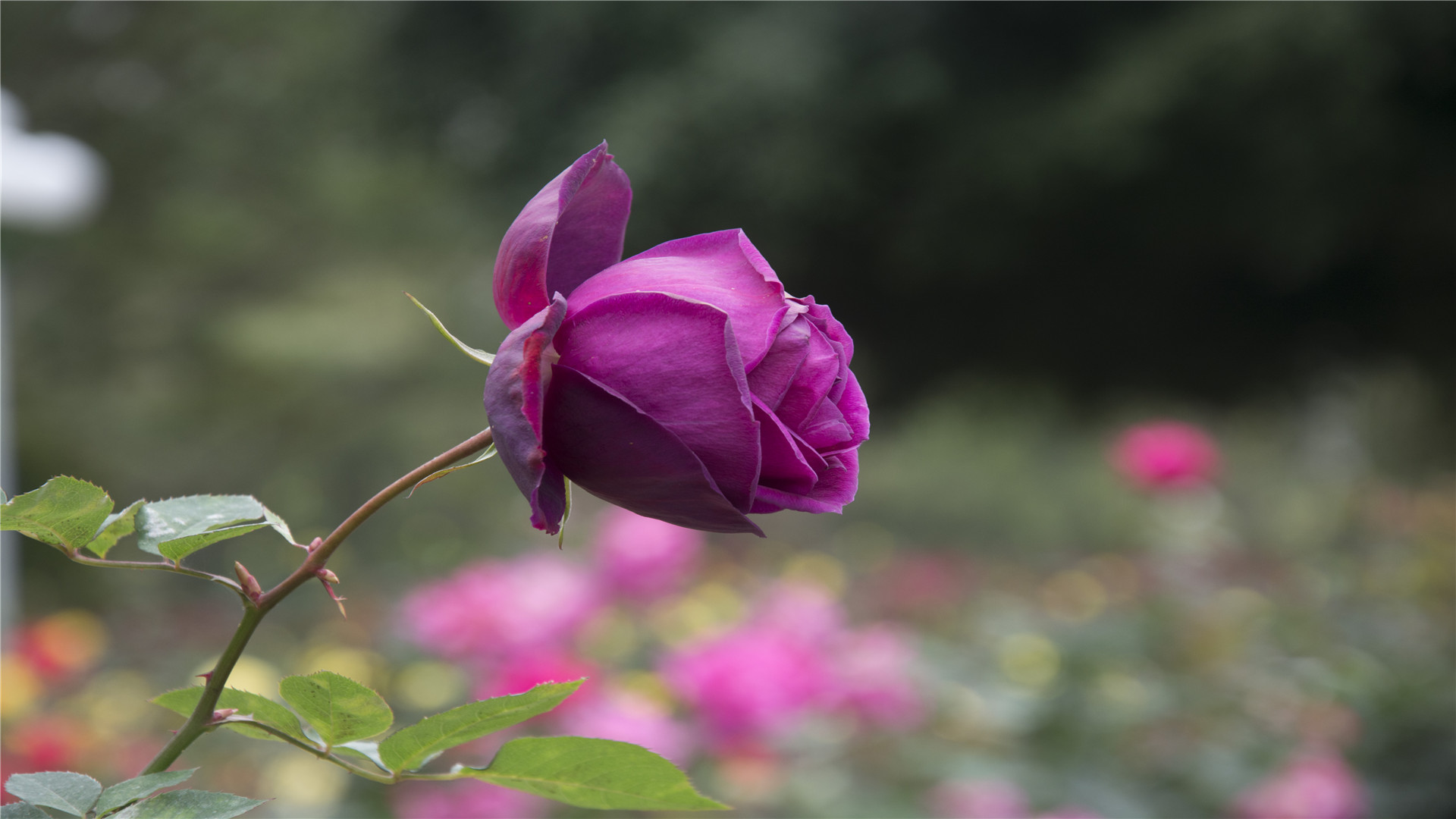 男人跟前任联系是什么心理,男人跟前任和好怎么挽回