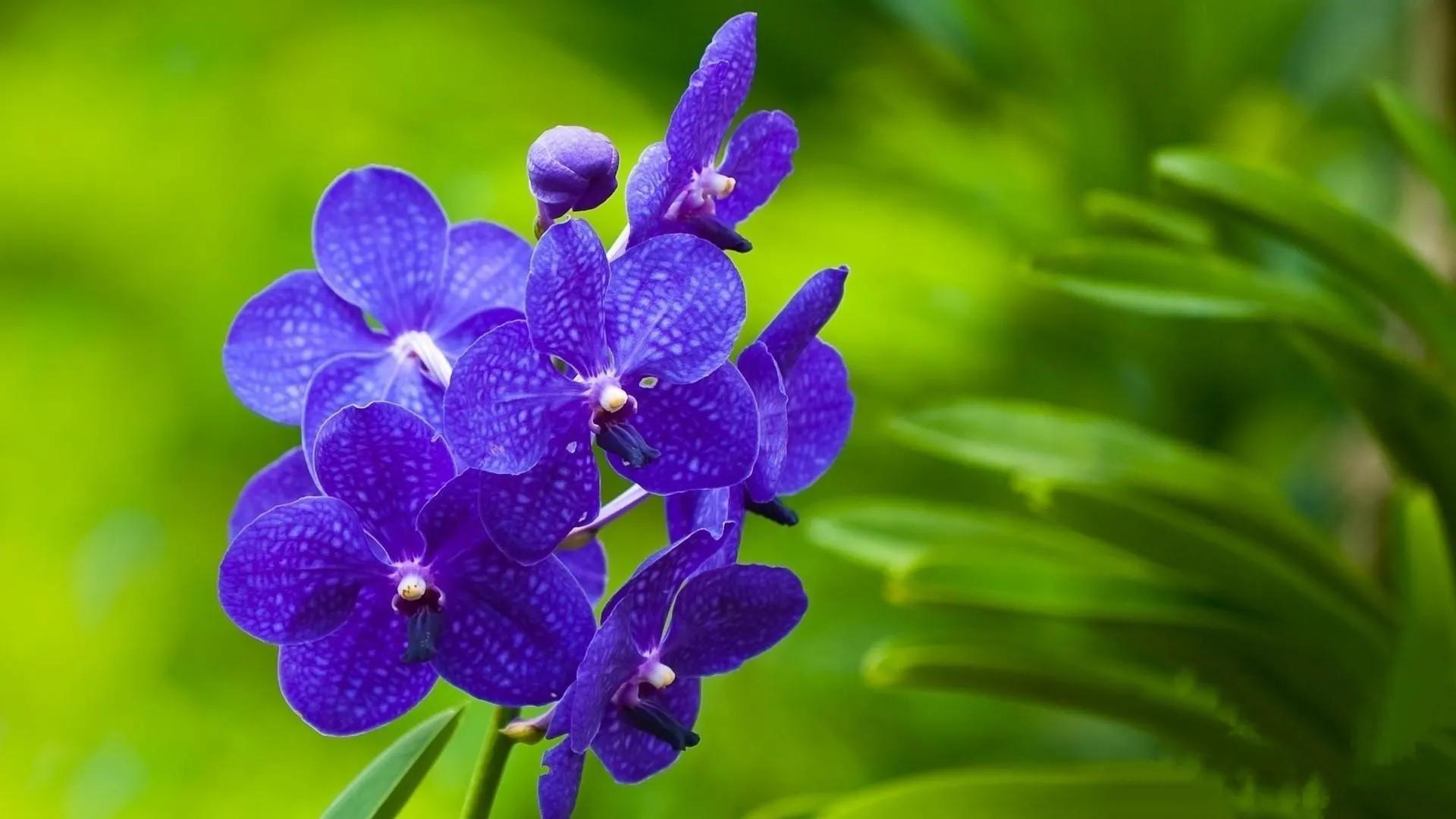 兰花高洁的古诗,高洁典雅的兰花壁纸