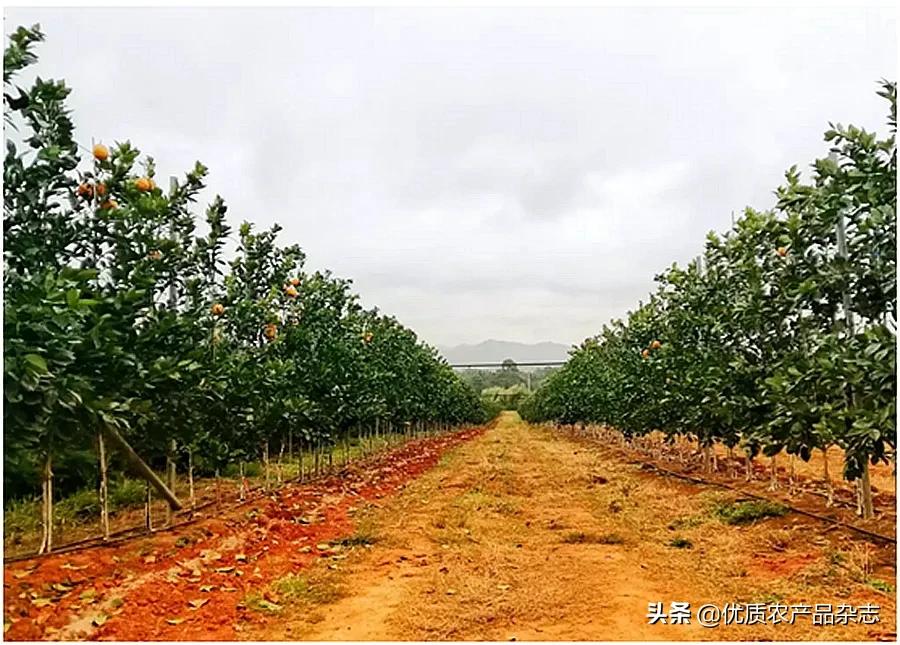 柑橘园水肥一体化,展示最新柑橘建园技术