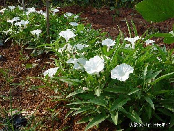 黎川空心菜种植方法图解,在贵州空心菜怎样种植才好