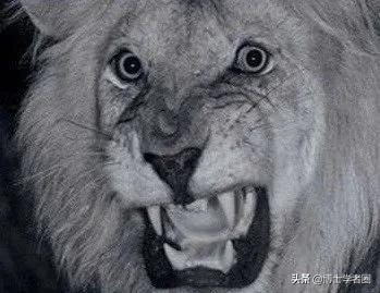 母狮一天发情40次，还追着公狮咬蛋蛋？根本不是这样啊....