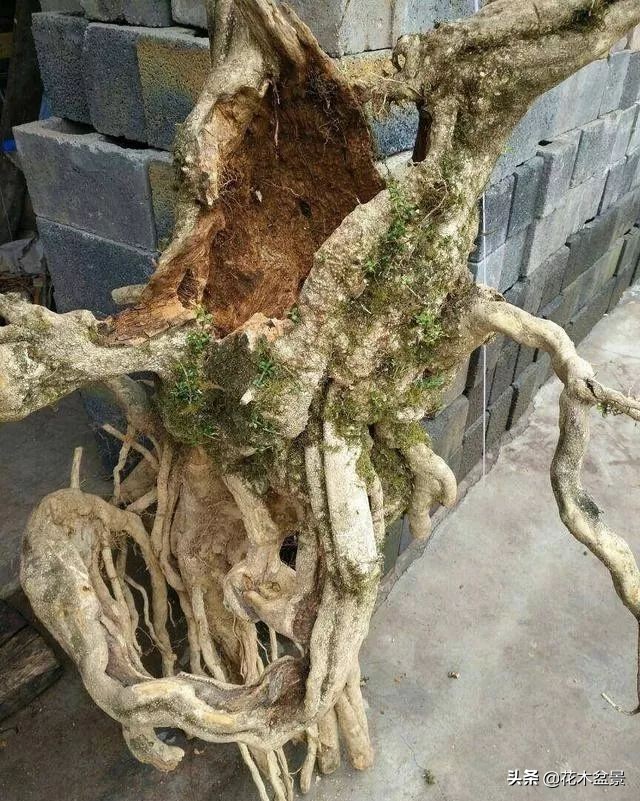 家有黄杨世代栋梁是指哪种黄杨,家有黄杨代代出栋梁