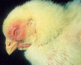 肉鸡怎么才能养好,肉鸡为什么长得慢