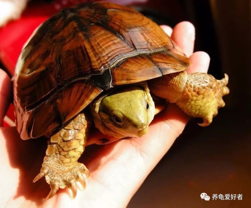 加温养龟死亡原因,为啥龟养着养着就突然死了