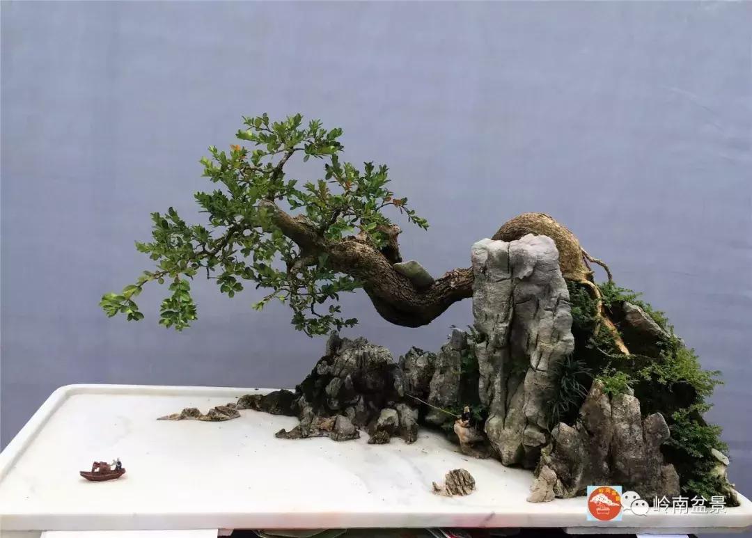 临水式金弹子盆景图片大全欣赏,看盆景展里赏心悦目的盆景