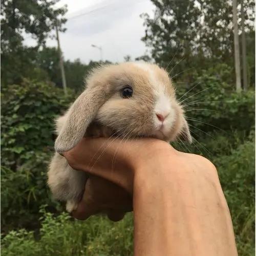 想要养宠物养什么最好,想养一只很小的宠物怎么推荐