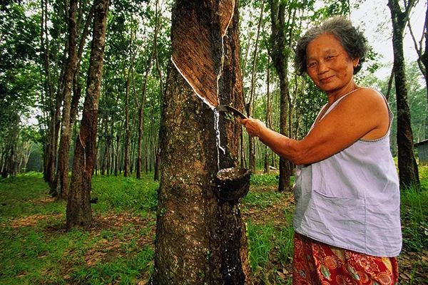 乳胶枕头泰国原装进口怎样选择,泰国乳胶枕头有钢印就是正品吗
