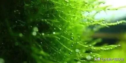 沉木绑扎什么莫斯好,珊瑚莫斯怎么绑扎