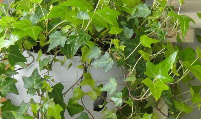 常青藤如何养殖视频,怎样使常青藤长爆盆