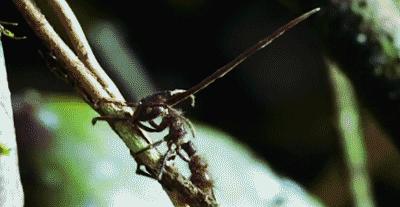 蚂蚁种植蘑菇,蚂蚁用树叶种蘑菇