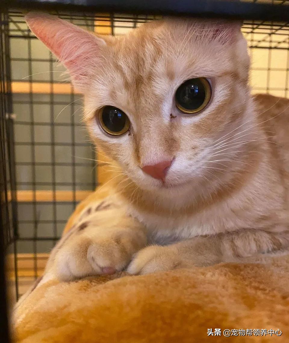 橘猫整日不出闺房却突然胎动？检查令爸崩溃：哪个死小子干的？