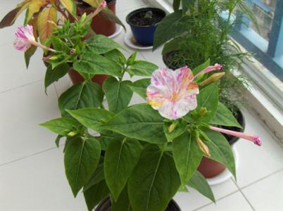 紫茉莉花的生长过程图,紫茉莉花哪个季节最适宜栽培