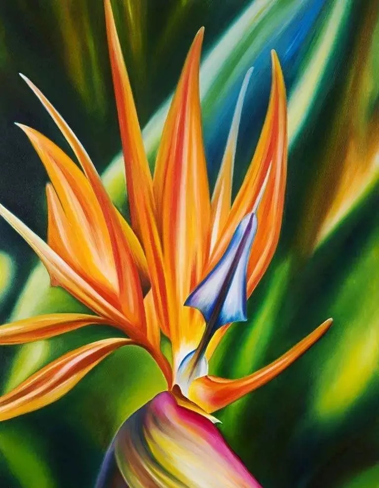 天堂鸟不发芽怎么办,天堂鸟养的盆不透气怎么办